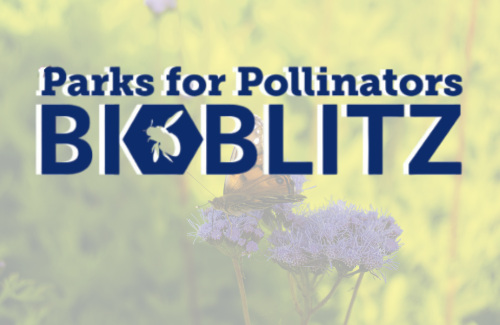 BioBlitz