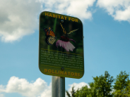pollinators